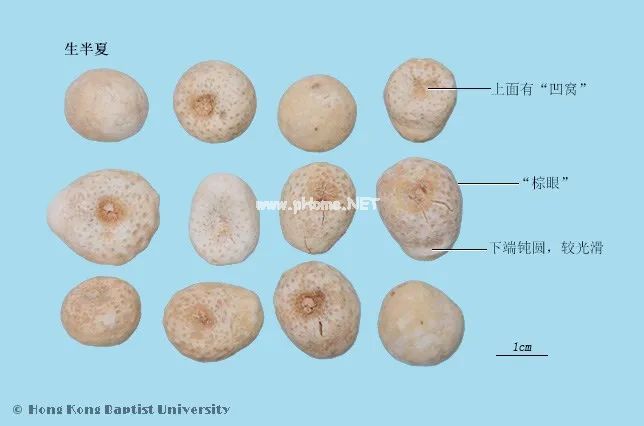 生半夏有毒！一起来了解下它的炮制品吧