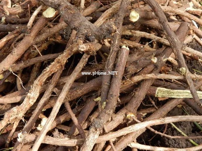 不值钱！却被称为“国老”的中药，它就是调和众药的——甘草