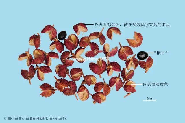 火锅里的底料，竟是止痛助孕的良药！
