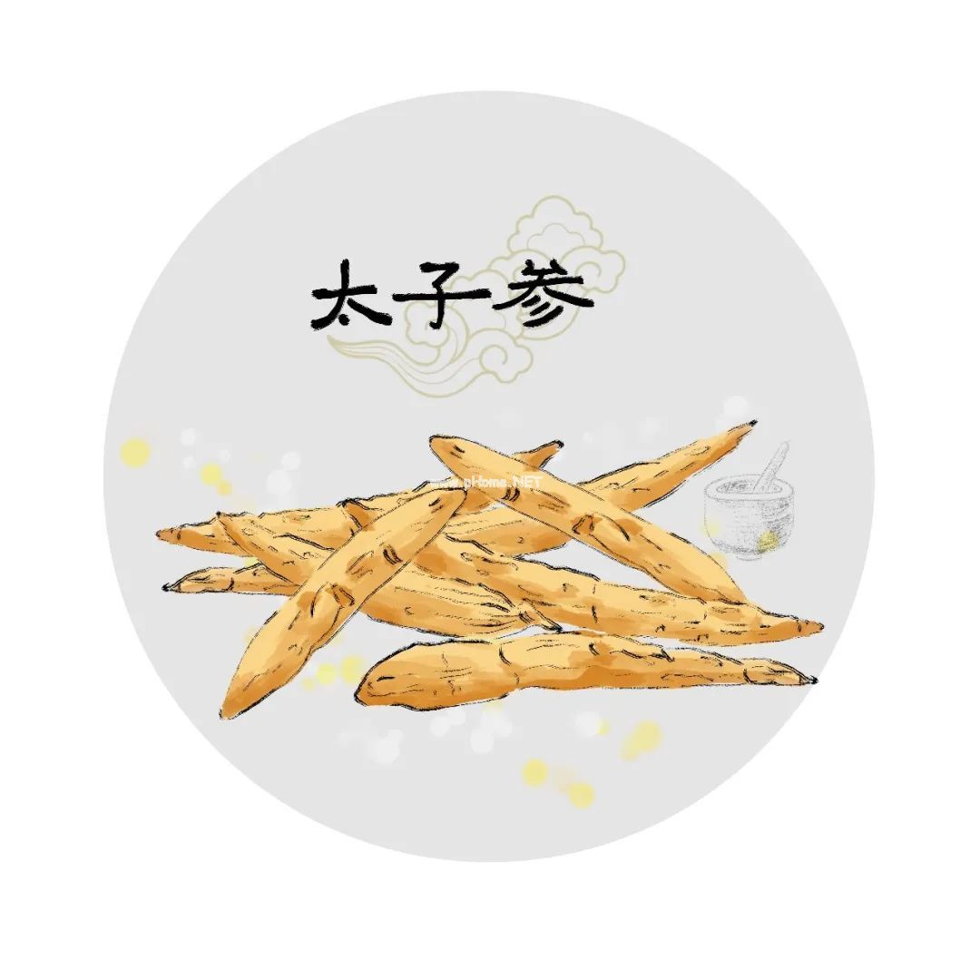 【太子参】这款被列为保健食品的中药材，大人小孩都爱