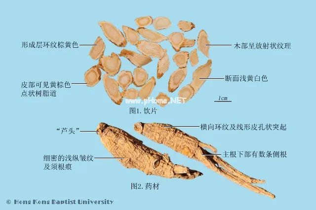 闲话太子参的前世今生