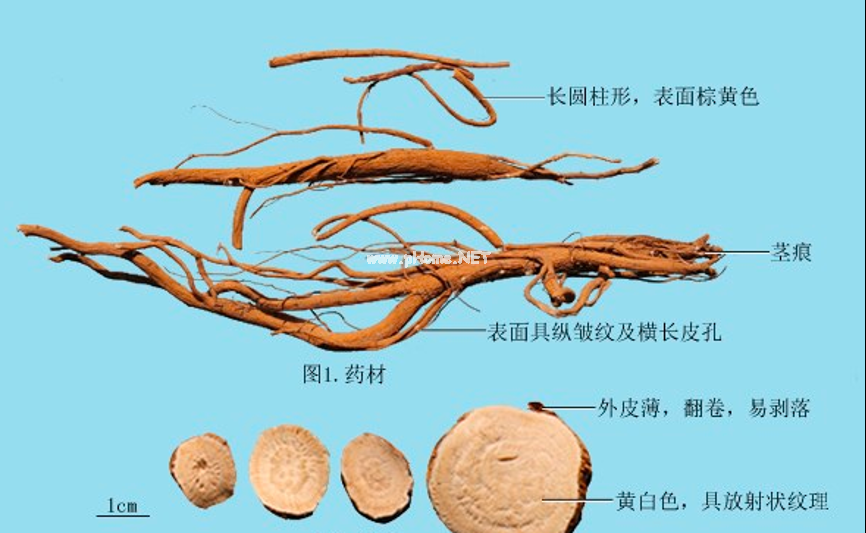所有的“参”都是用来补的吗？用“参”补身有学问！