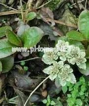 虎年，这些带“虎”的中药你可知晓