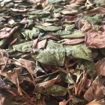 虎年，这些带“虎”的中药你可知晓