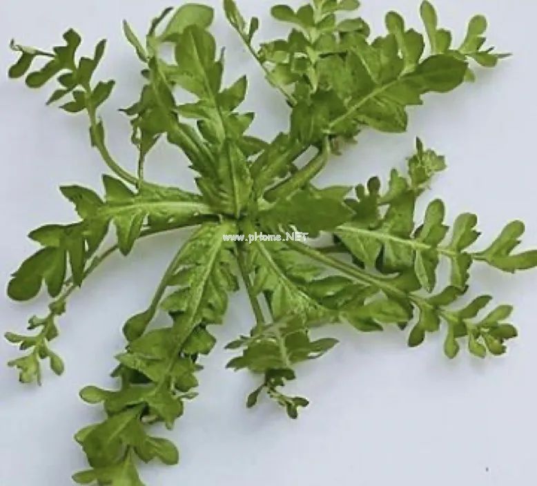 宁吃荠菜鲜，不与灵丹换