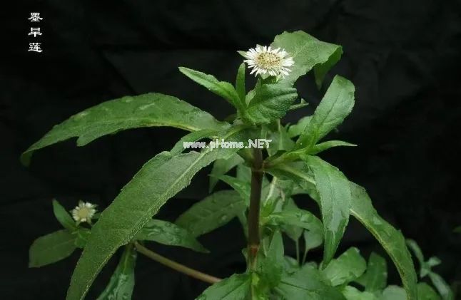 一味古今调理白发的奇药——墨旱莲