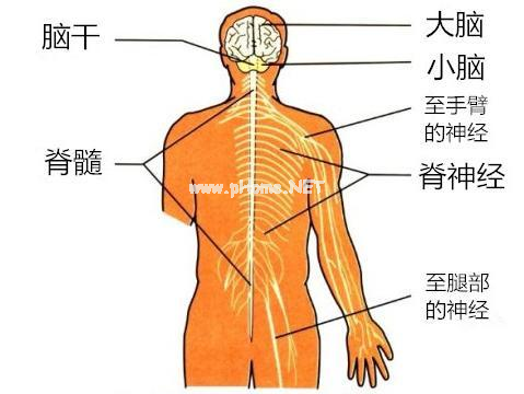 儿童随意下腰，当心瘫痪！
