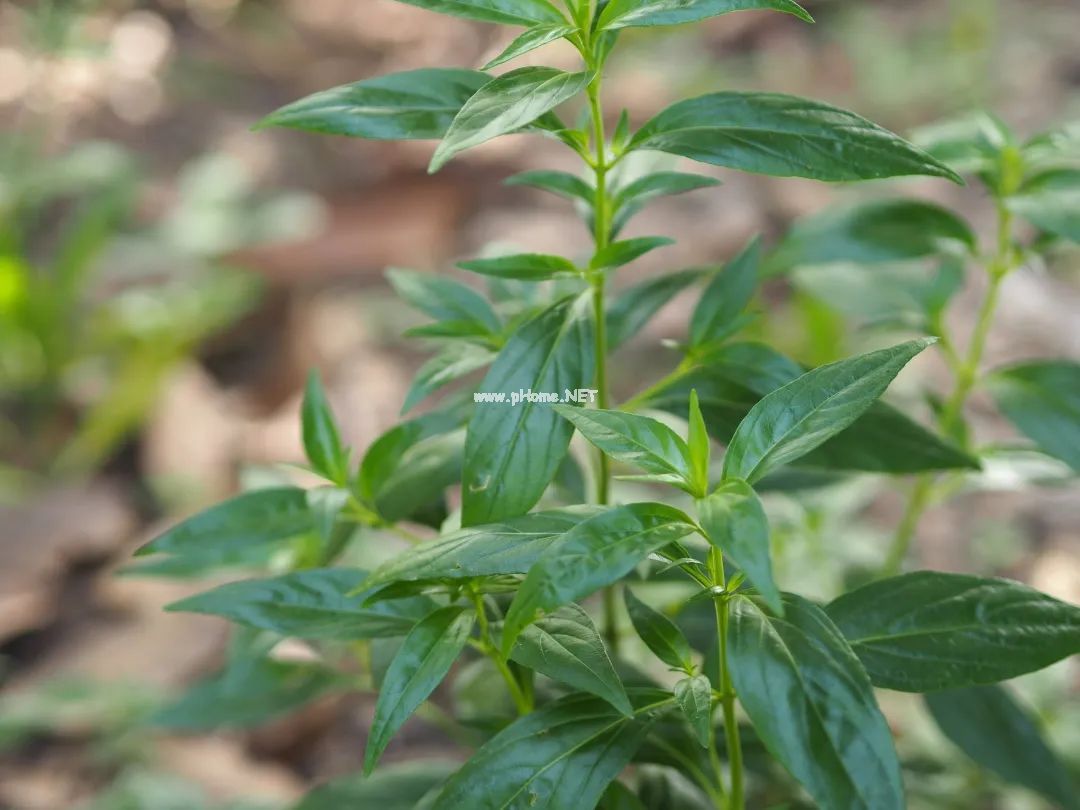 一味直穿心脏的苦药——穿心莲