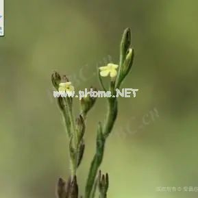 踏青寻宝，可识“草中黄金”？