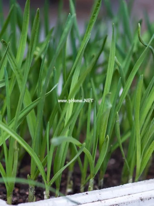 这味蔬菜被称为“壮阳草”，最适合春天吃