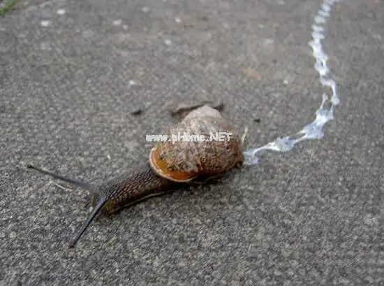 下雨后看到这种动物，千万别碰！立刻弄死！