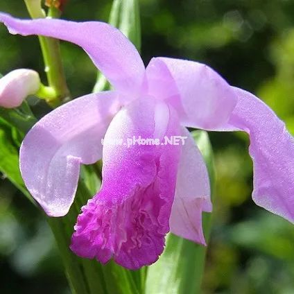 白及——梅兰芳喜爱的“美白仙子”