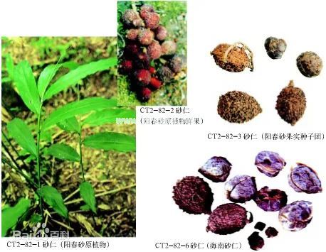 砂仁治牛瘟，也能治人病，香味浓郁...真是一个大宝贝！