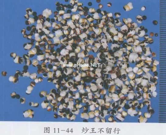 麦田里常见的野草，却是通乳圣药