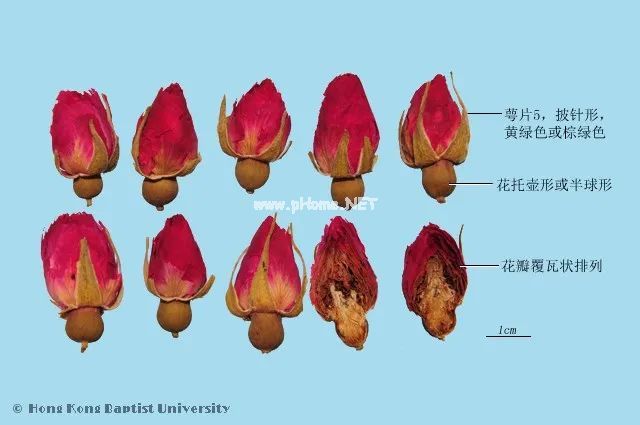 妇女节将至：给所有女王献上一束玫瑰