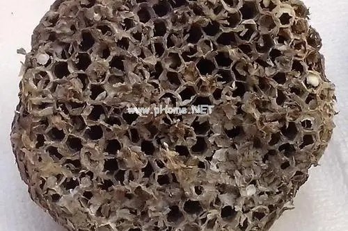 小时候捅过的马蜂窝，没想到是一味治病救人的良药