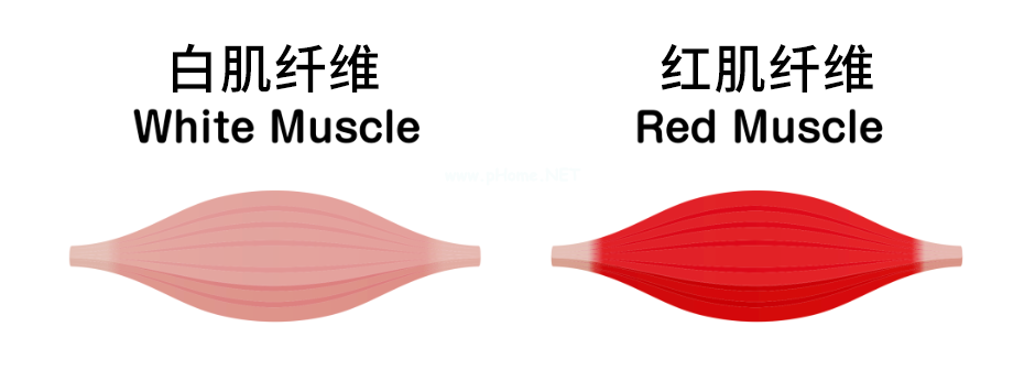 孩子为什么精力旺盛、不知道累？原因终于找到了！