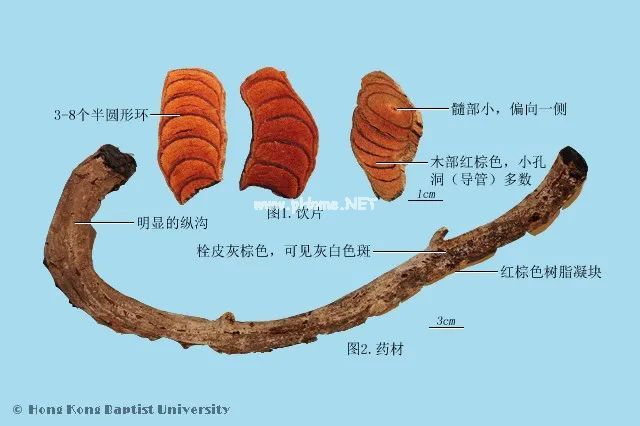 山里这种藤会“流血”，经常被人砍去当柴火，殊不知是补血的圣药