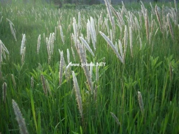 药师让你明明白白喝——白茅根