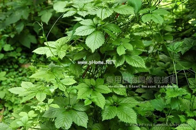 你还在用它泡水喝吗？绞股蓝号称为“第二人参”，它到底有多好？