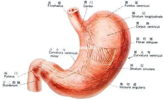 1岁宝宝胃里竟有3根钢钉,儿童消化道异物怎么处理? 1岁宝宝胃里竟有3根钢钉,儿童消化道异物怎么处理?