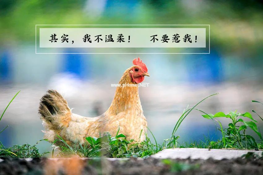 春分，好好认识鸡肉，才不惹肝火！
