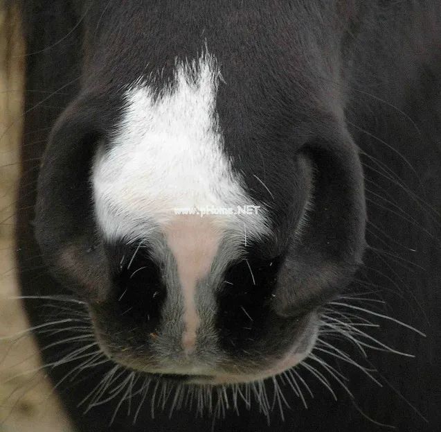 为什么在动物界，只有人类长鼻毛？
