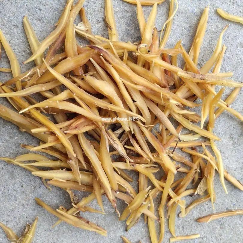 这几款中药，是预防秋燥症的良药