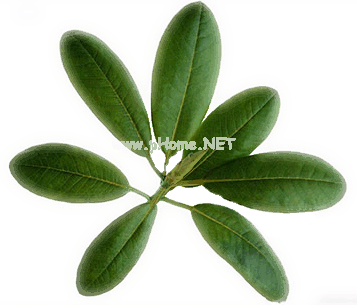 摘尽枇杷一树金，话说枇杷叶的药用
