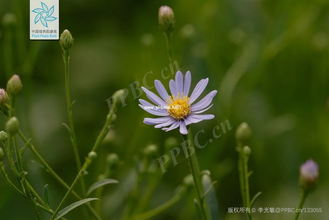 紫菀——这个路边不知名的紫菊花，却是祛痰止咳的良药