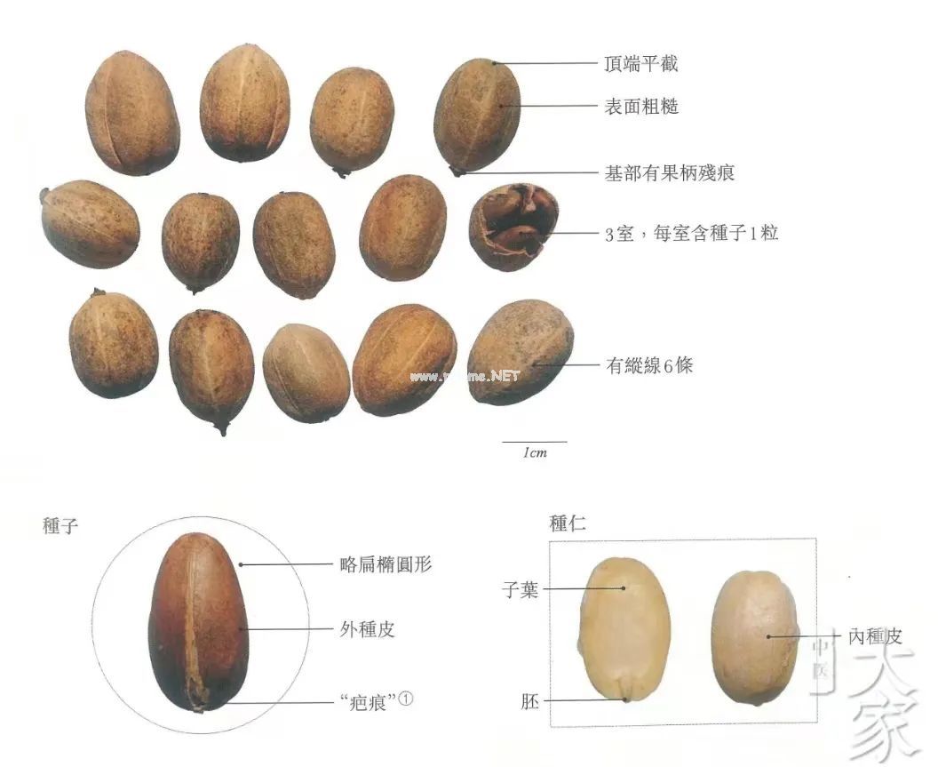 不敢用巴豆？试试打粉外用，也可收奇效