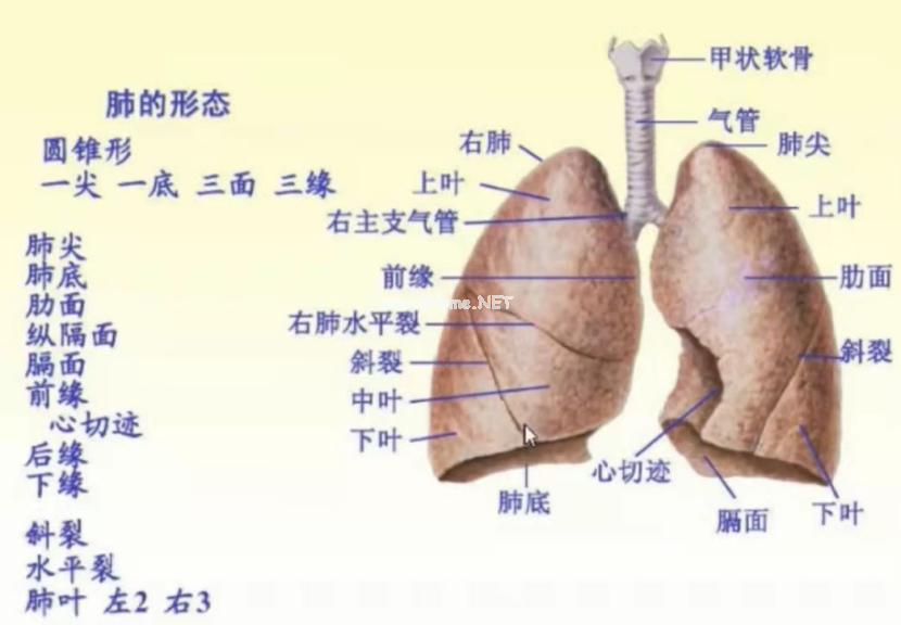 胸部CT6大基本点+8大征象，一节课理清！