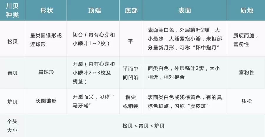 贝母家族兄弟多，长房“川贝”如何认？