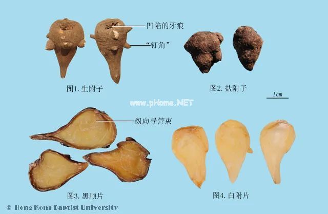 中药处方可以在外地配药吗？