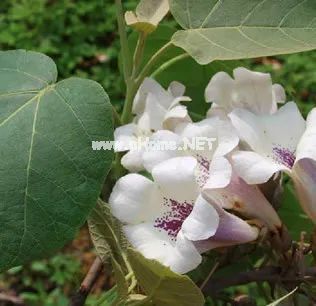 夏天墙头绽放的凌霄花，原来是个好药材