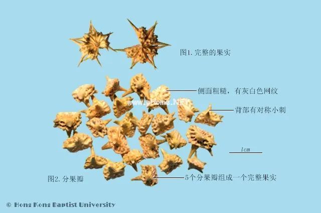 这个“草中名药”不仅是古代冷兵器的原型，还可以护心脏、降三高、明目…