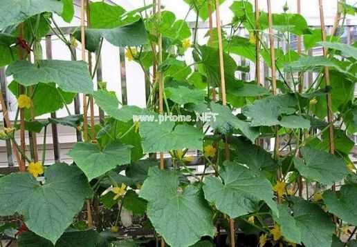 这味蔬菜，全身都是宝，解暑养颜利水化痰少不了