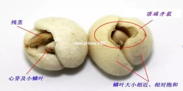 贝母家族兄弟多，长房“川贝”如何认？
