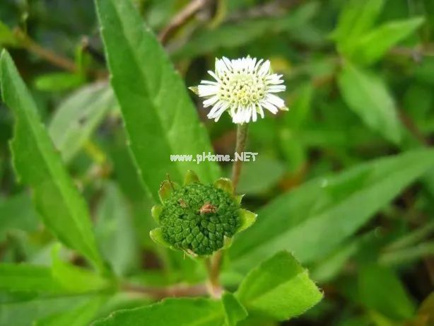 一味古今调理白发的奇药——墨旱莲