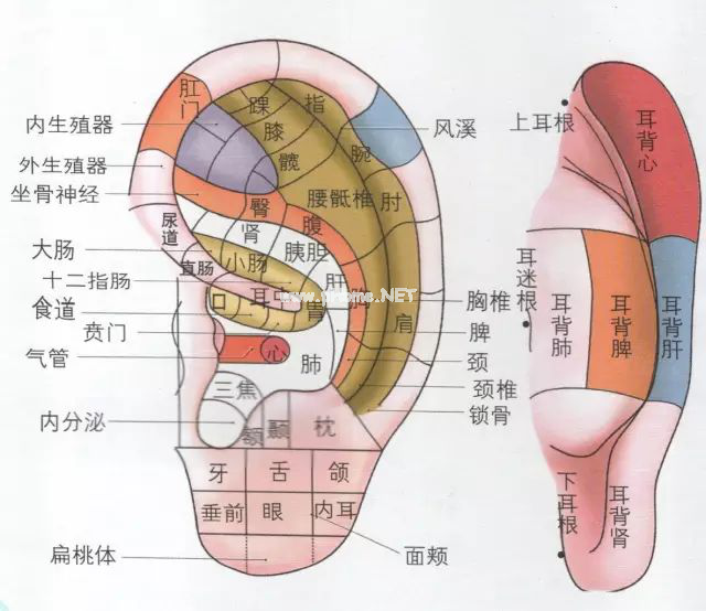 人体五大反射区，有图备查