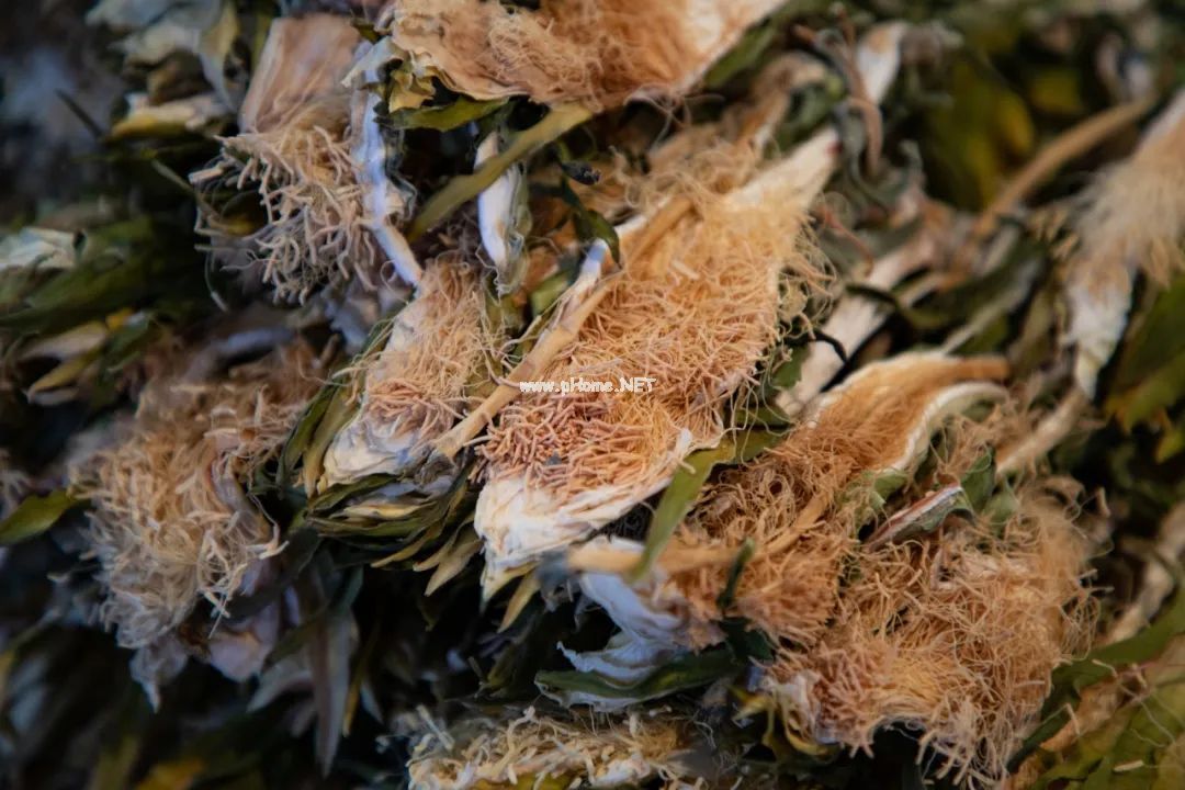 煲汤圣品『霸王花』，它的功效和作用你万万想不到！