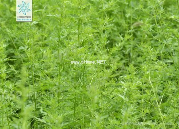 青蒿：克疟神药出岐黄，一朝成名天下知