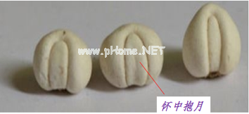 贝母家族兄弟多，长房“川贝”如何认？