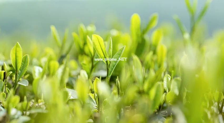 春天，别让肝火，困住孩子的脾胃！
