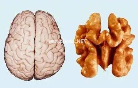 给娃吃核桃,到底能不能「补脑」?终于有定论了! 给娃吃核桃,到底能不能「补脑」?终于有定论了!