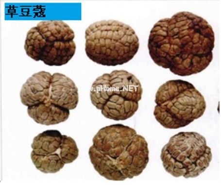 芳香化湿药——白豆蔻，宜食宜用价值高