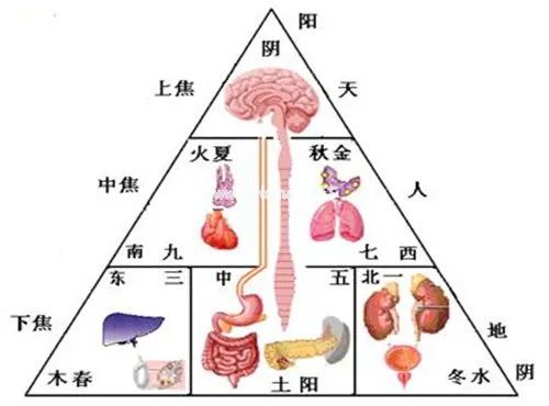 搞懂了人体“三焦”，所有疑难杂症，都迎刃而解！
