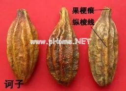 古老的西域舶来之药——诃子