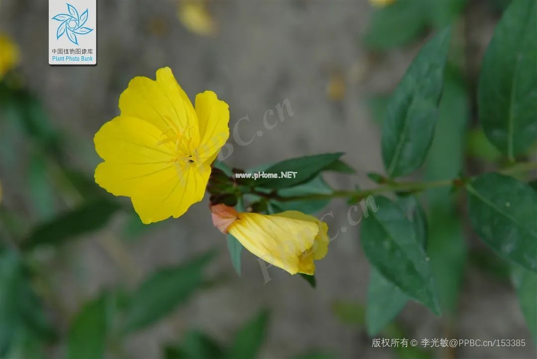 月事遇见草 真的没烦恼？