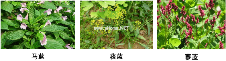 古有描眉印染之功，今为小儿常备良药——青黛